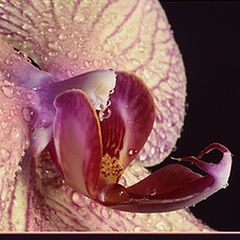 photo "Orchid close up"