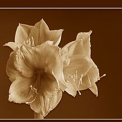 photo "Amaryllis in Sepia"