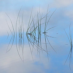 фото "Straw in water"