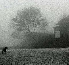 photo "Dog in the fog"