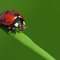 photo "Lady bug"