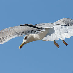 photo "Sea gull"