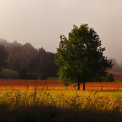 фото "After the Rain"