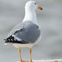 photo "Sea Gull"