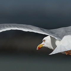 photo "Sea Gull"