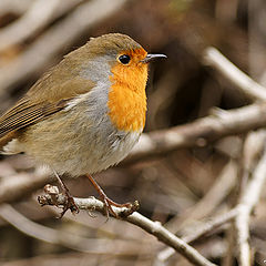 фото "Erithacus rubecula"