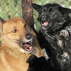 photo "DOgs frightened each Other"