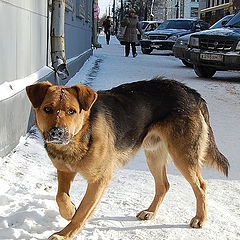 фото "Бездомный пес"