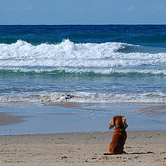 фото "Rizhik  and the Sea (Story in photos)"