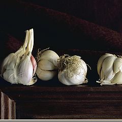 фото "Still life with garlics"