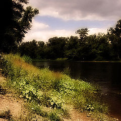 фото "Берег рощи."