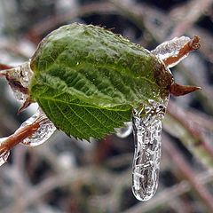 photo "зима,природа,лёд,ветка,листья,погода"