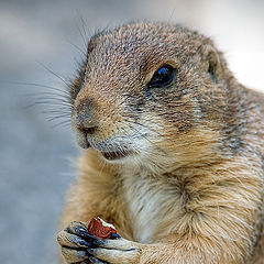 photo "The fan of nuts"