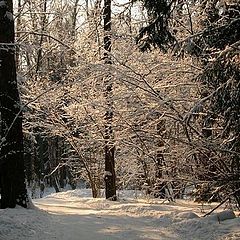 фото "февральские грезы"