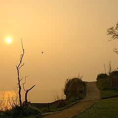 фото "Morning Gold"