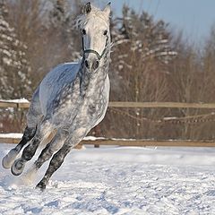 фото "Галоп"