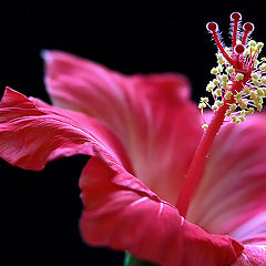 фото "Hibiscus"