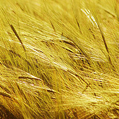 фото "bread"