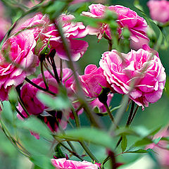 photo "The Magic of the Roses."