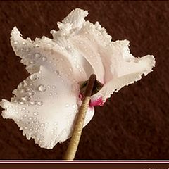 фото "Wings (Cyclamen flower)"