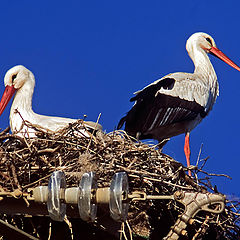 photo "Storks"