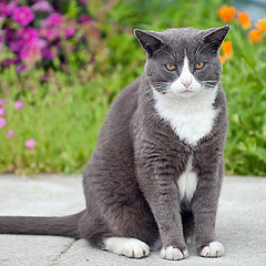 photo "Very serious cat"