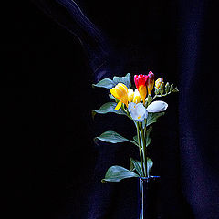 фото "Flowers on dark background"