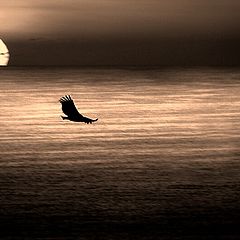 фото "bird in sunset light"