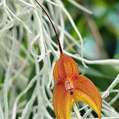 фото "Masdevallia.Cuzco Gold."