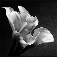 photo "Callas in White"