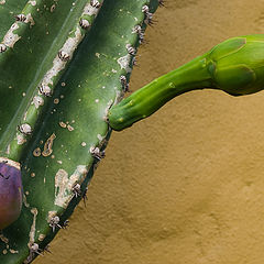 photo "The Conceptual Cactus"