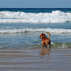 photo "Rizhik and The Sea (the end of the story)"