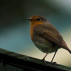 photo "Robin"