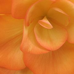 фото "Salmon Begonia - Soft Textures"