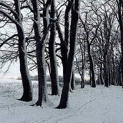 photo "The end of the forest"