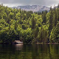 photo "Dense coast of lake Toplits"