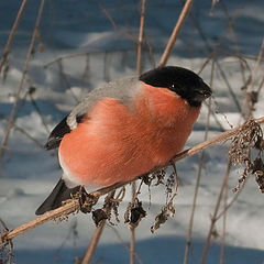 photo "Over lunch"