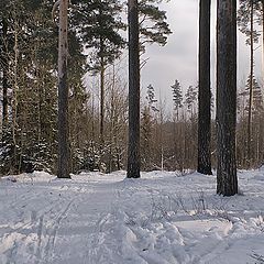 photo "Winter day"