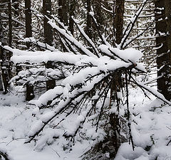 фото "Большой лесной зимний ёж"