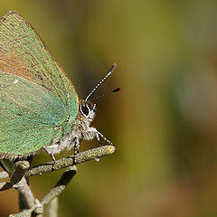 photo "Callophrys rubi (Linnaeus, 1758)"