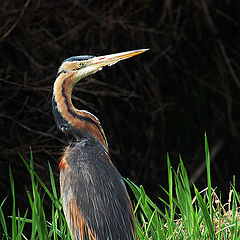 фото "Purple heron posing"