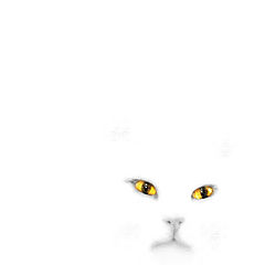 фото "Гламурный портрет белого кота на белой простыне"