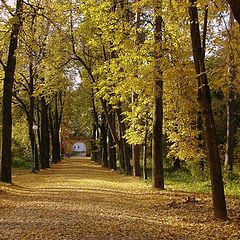 photo "осень,парк,природа,аллея,деревья.листья,дорога"