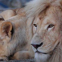 фото "lions"