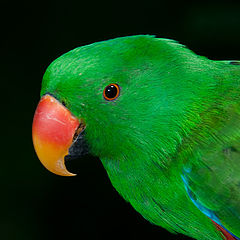 photo "Curious parrot"