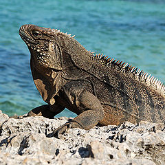 фото "iguana"