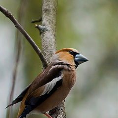 photo "Grosbeak"