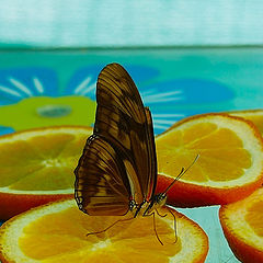 фото "butterfly"