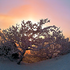 photo "Freezing sundown"