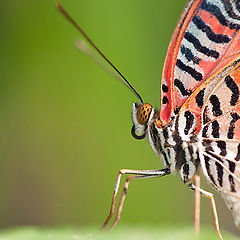 фото "Colorful butterfly"